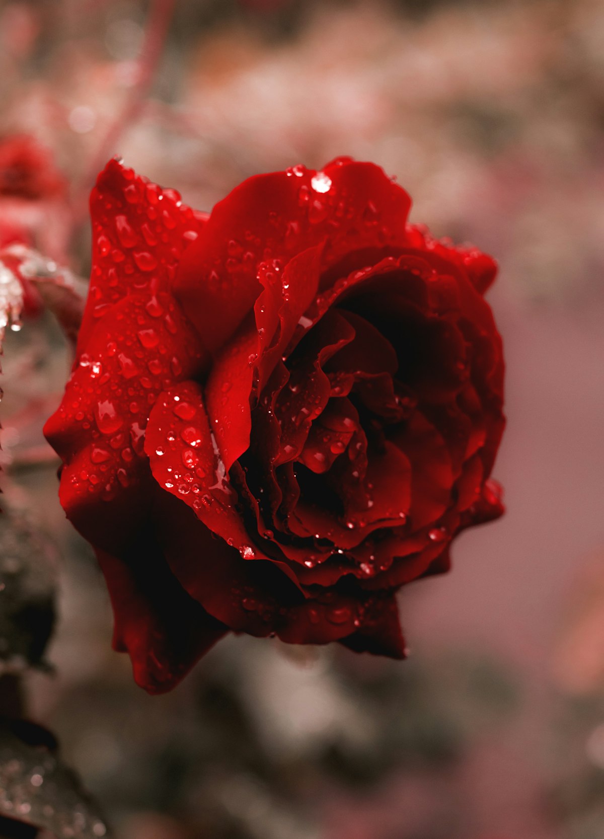 Dastaan Memory Flower